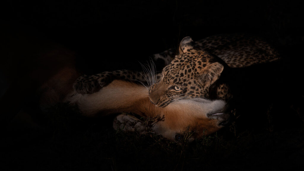 Night Wilderness Hunter