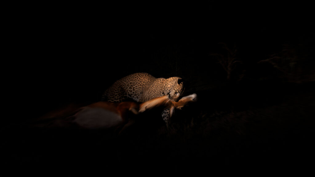 Night Wilderness Hunter