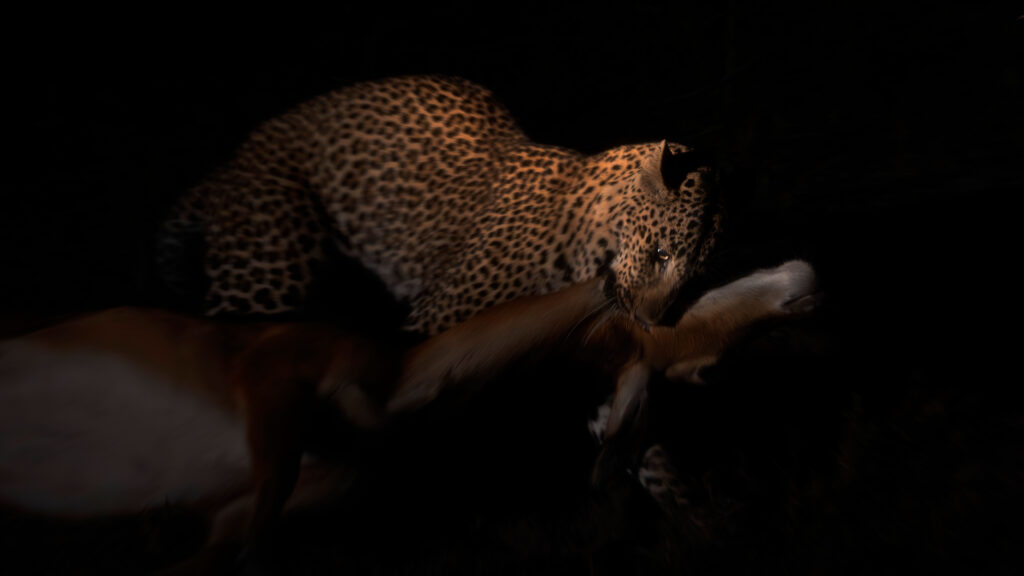 Night Wilderness Hunter