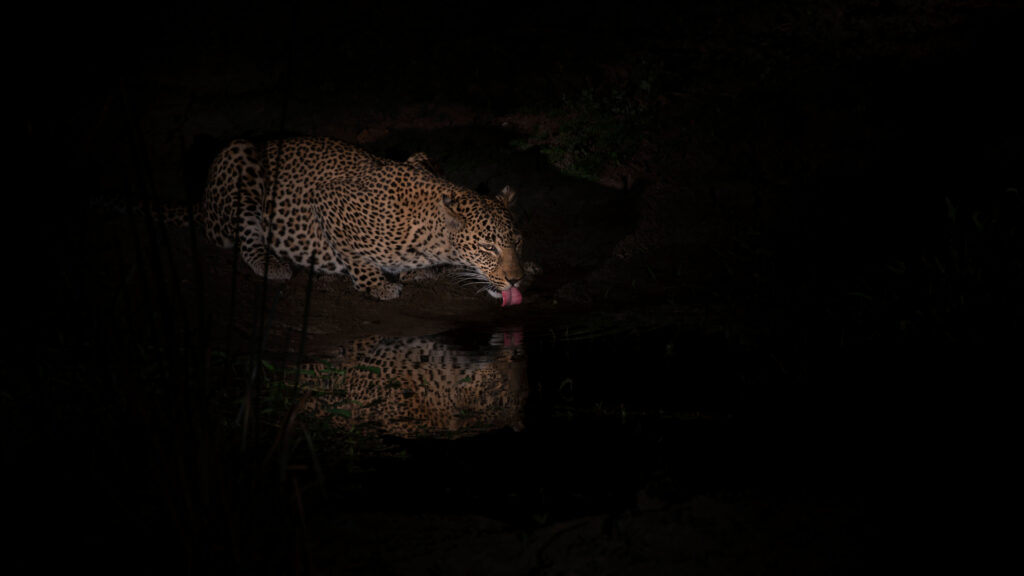 Night Wilderness Hunter