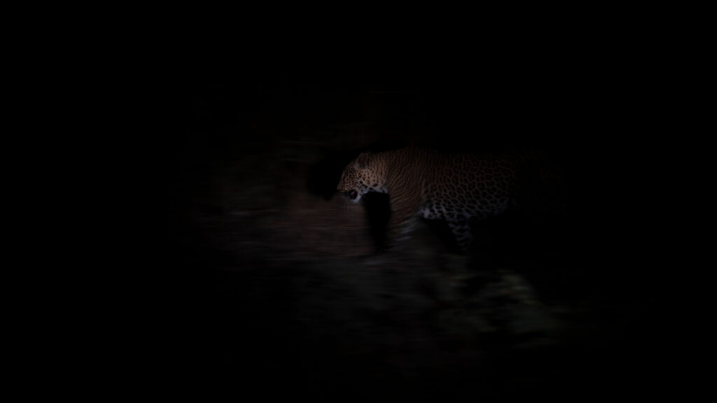 Night Wilderness Hunter