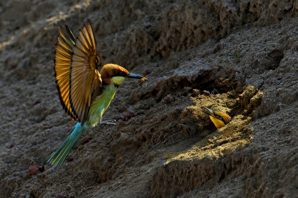 Early morning feeding