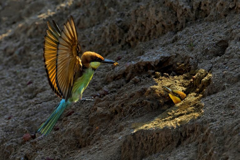 Early morning feeding