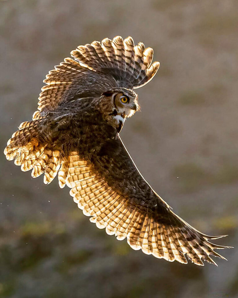 Great Horned Owl with a Bow Tie