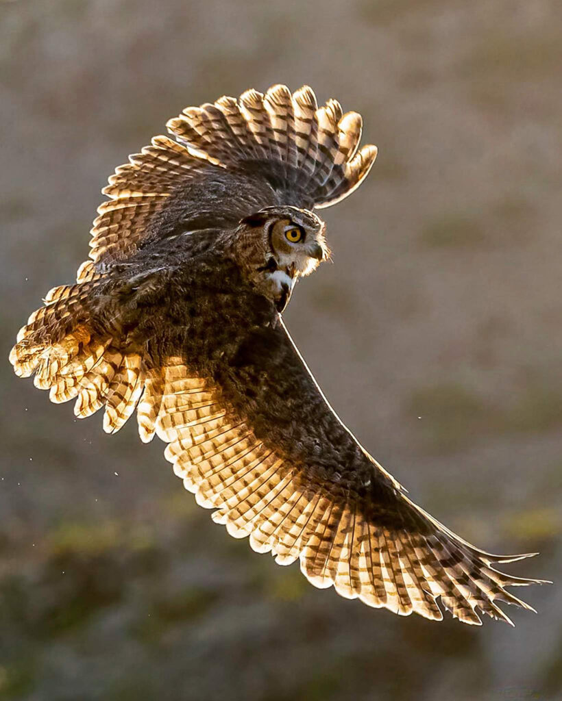 Great Horned Owl with a Bow Tie