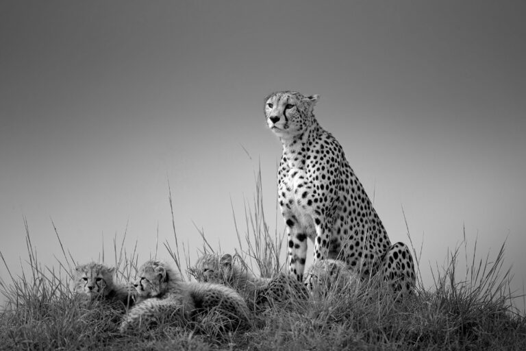 Cheetah with cubs