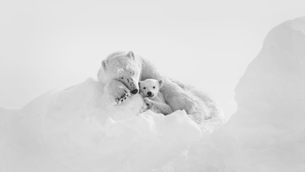 Mum and Cub