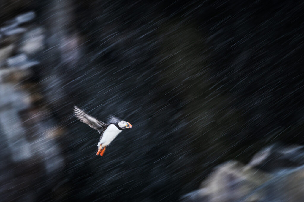 Puffin in snow