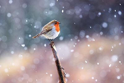 Wildlife