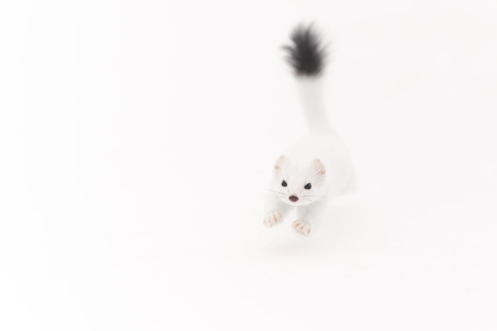 Ermine