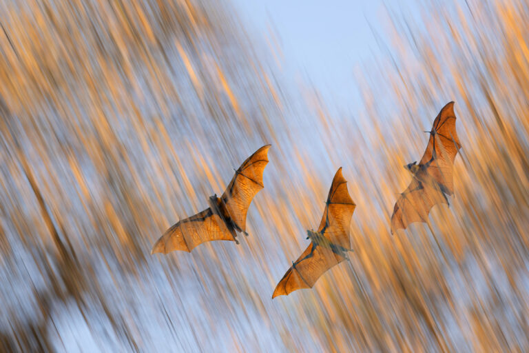 Canvas of Burning Wings