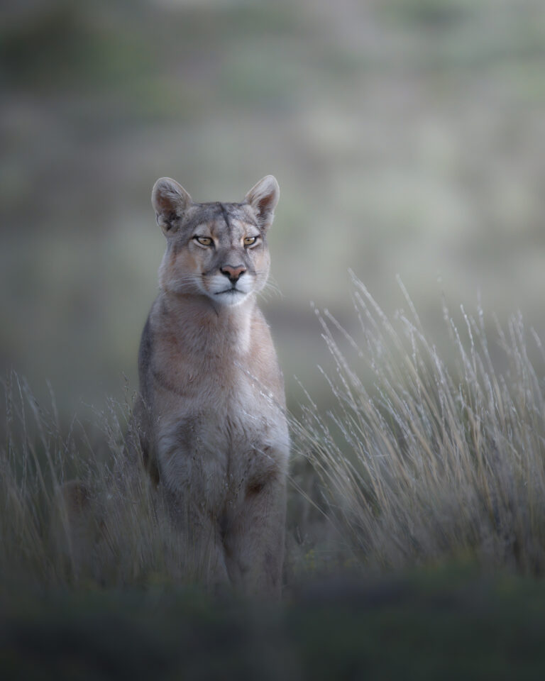 Chile, the Cougar is on the prowl