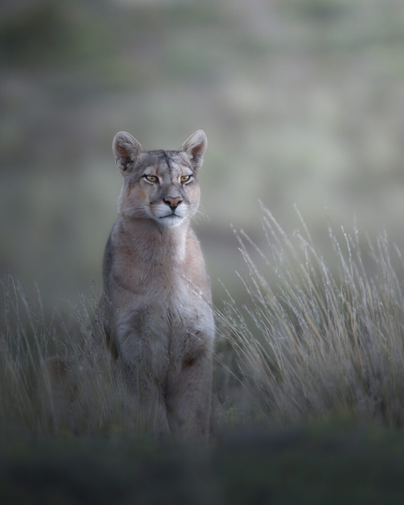 Chile, the Cougar is on the prowl