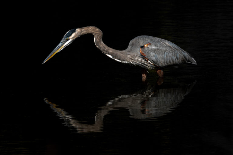 Blue Heron