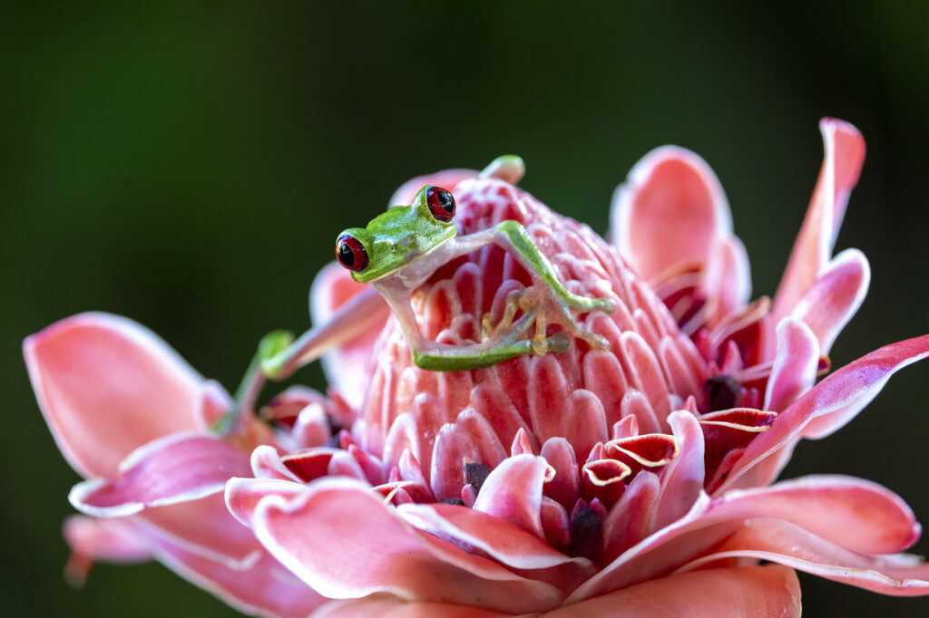 Amazing Wildlife Around the World