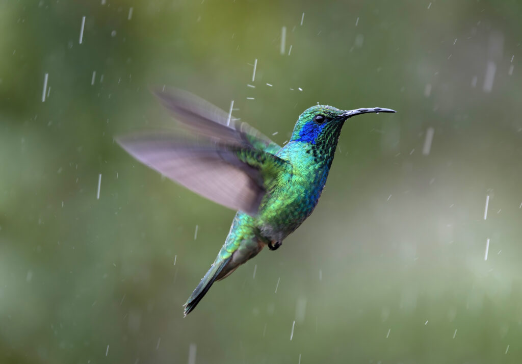 Amazing Wildlife Around the World