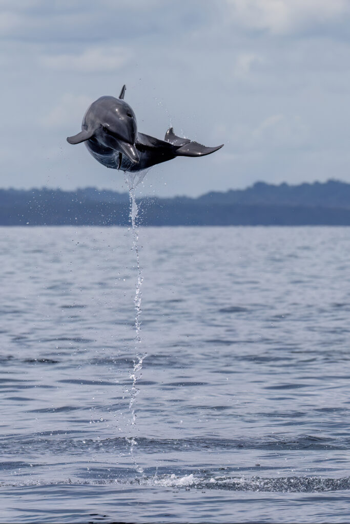 Amazing Wildlife Around the World