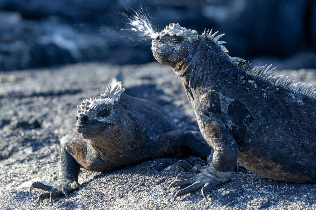 Amazing Wildlife Around the World