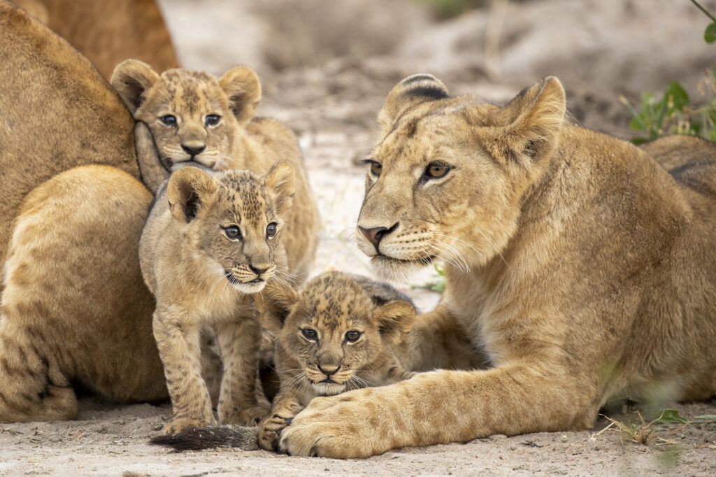 Amazing Wildlife Around the World