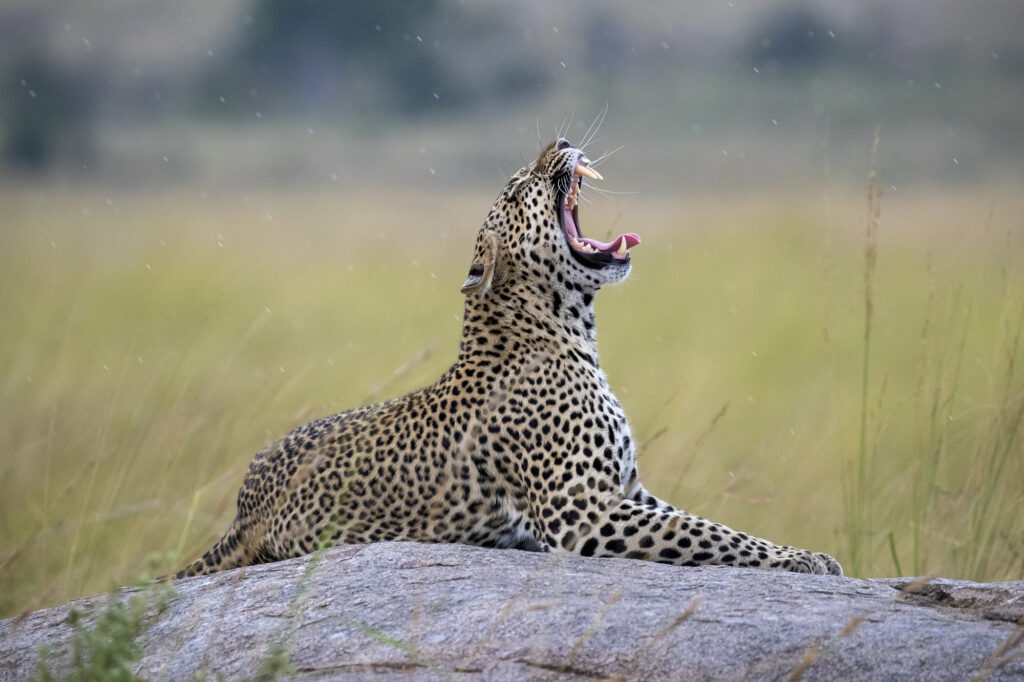 Amazing Wildlife Around the World