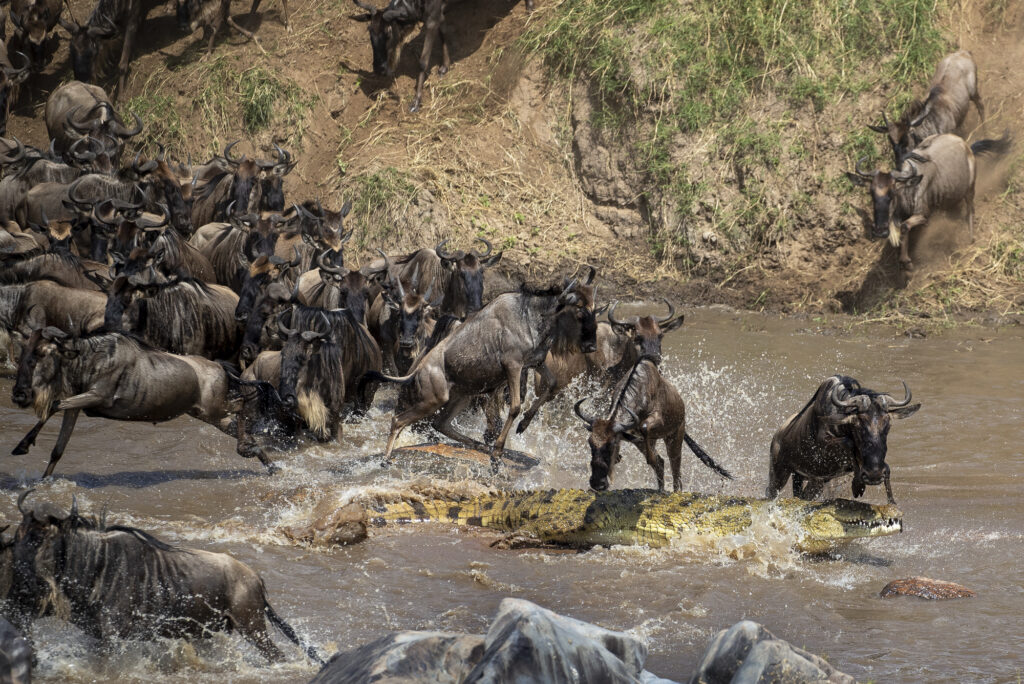 Amazing Wildlife Around the World