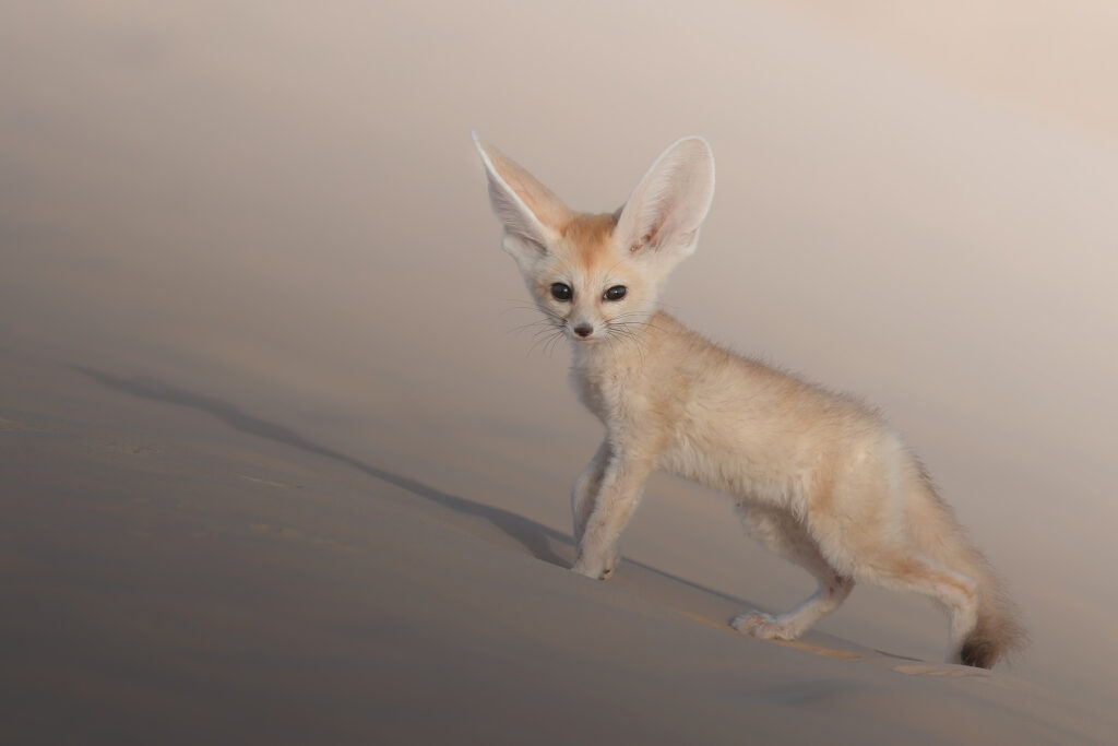 Footprints in the desert