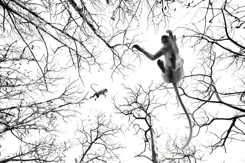 From the tree to My Lens