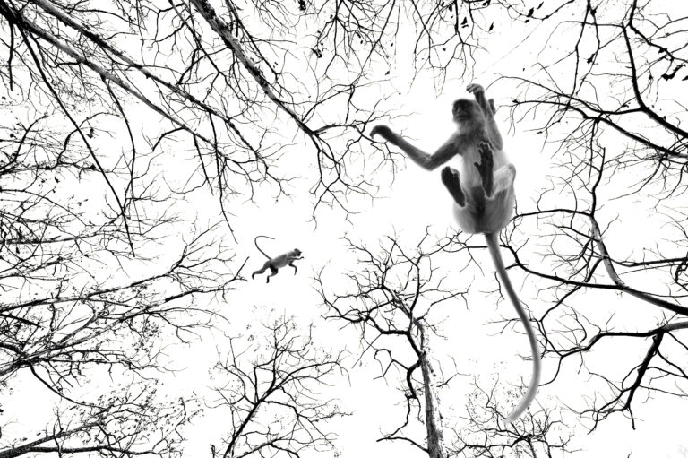 From the tree to My Lens