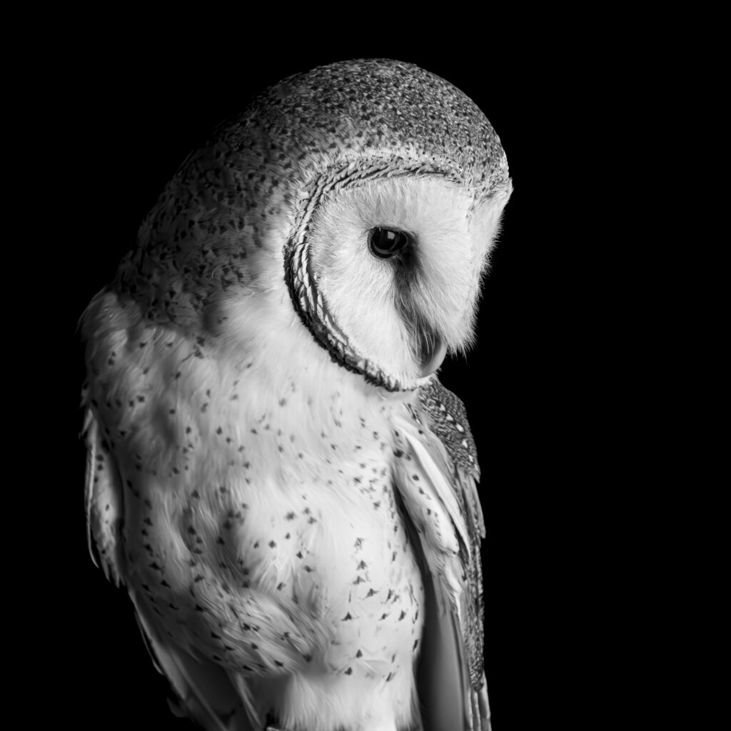 Grace in the Shadows