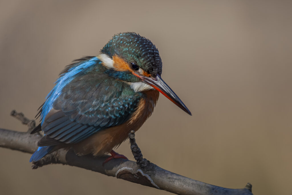 Japanese Kingfisher