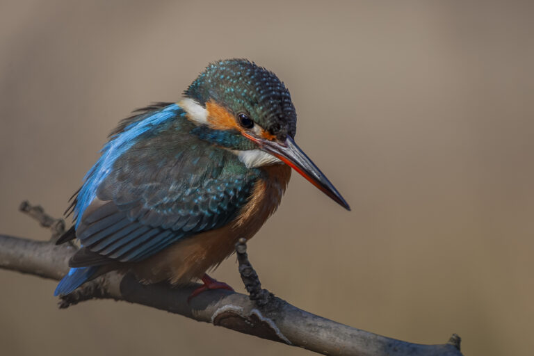 Japanese Kingfisher
