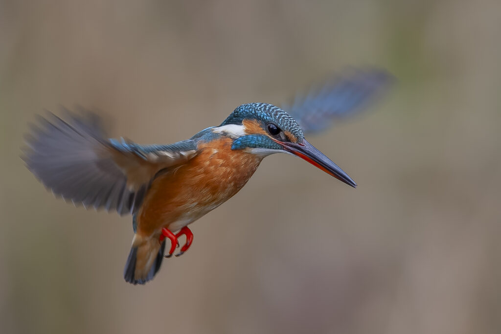 Japanese Kingfisher