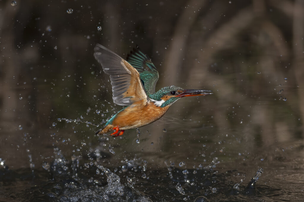 Japanese Kingfisher