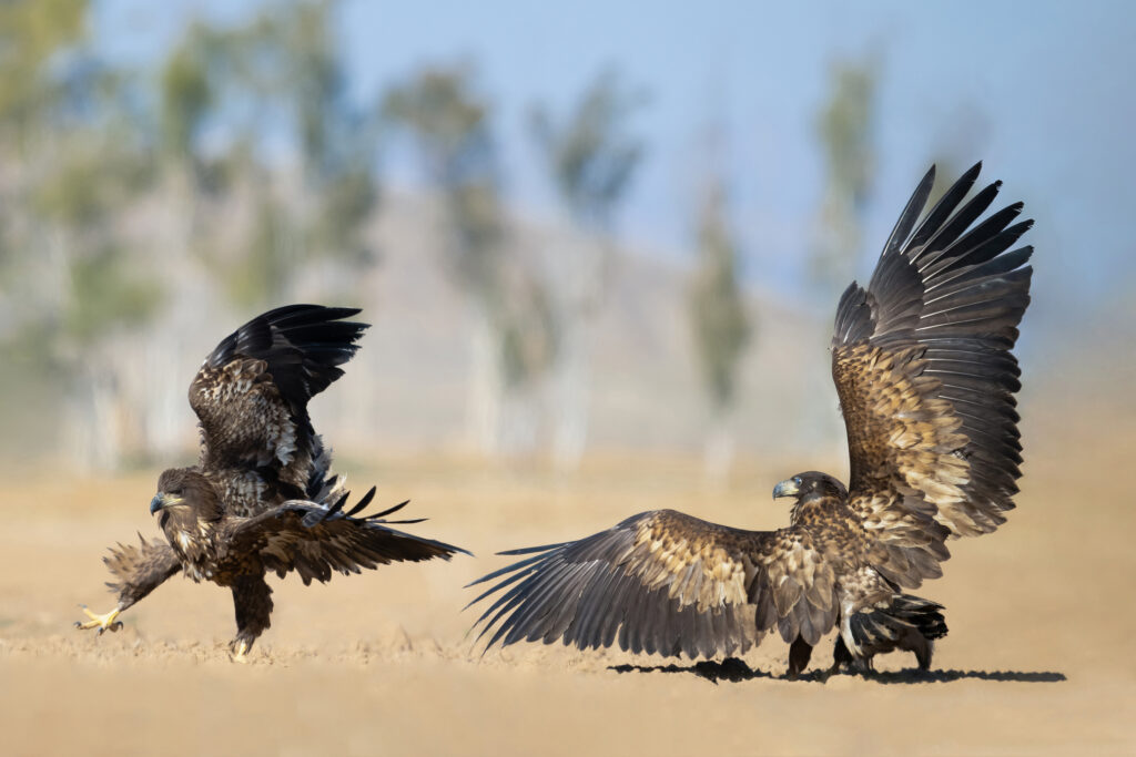 Here the breath is held in the chest