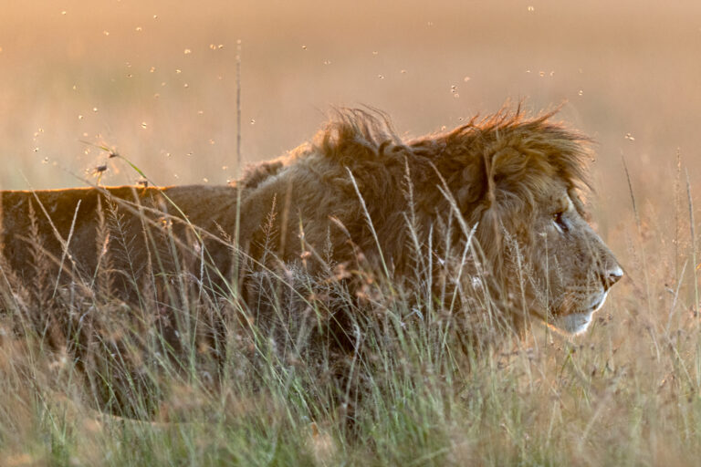 Lion at Last Light
