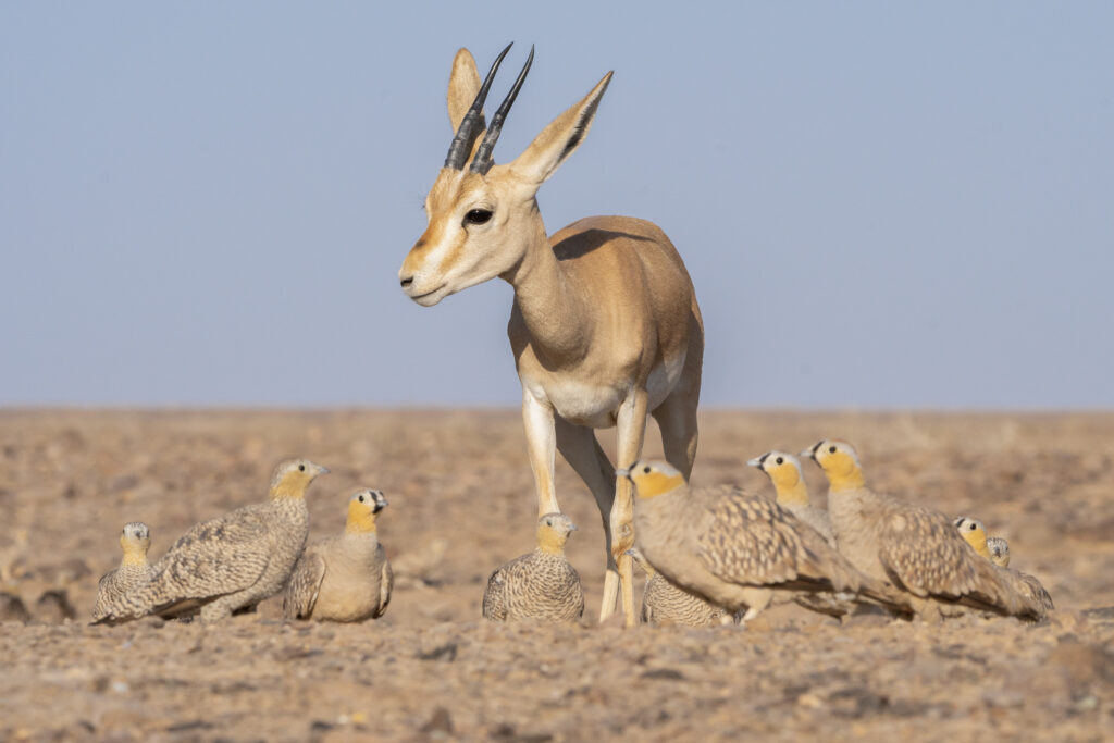 Here the breath is held in the chest