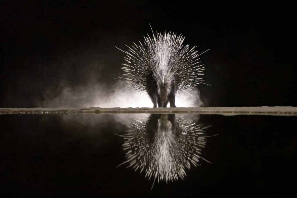 Reflections in the Night