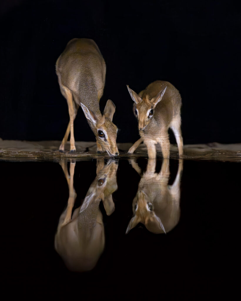 Reflections in the Night