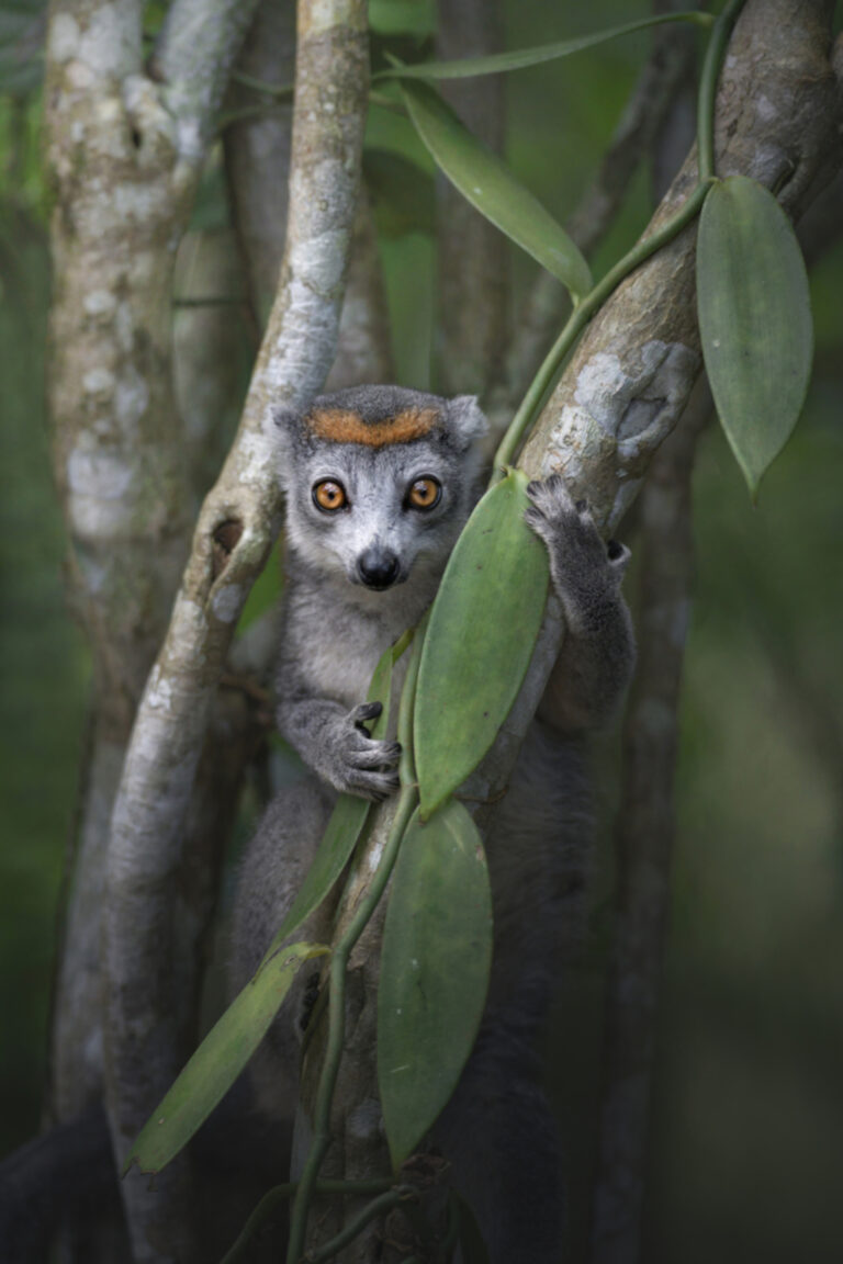 The Guardian of Magic