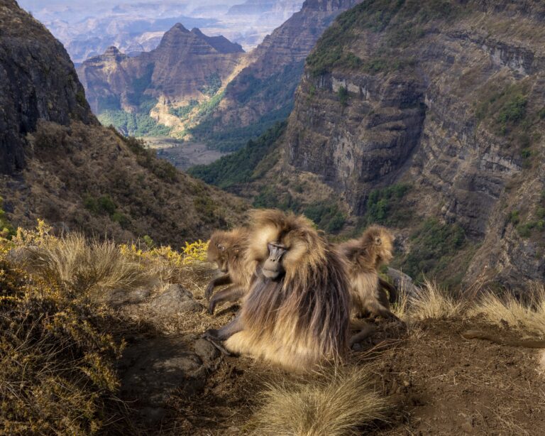 Gelada Monkeys on the "Roof of Africa"