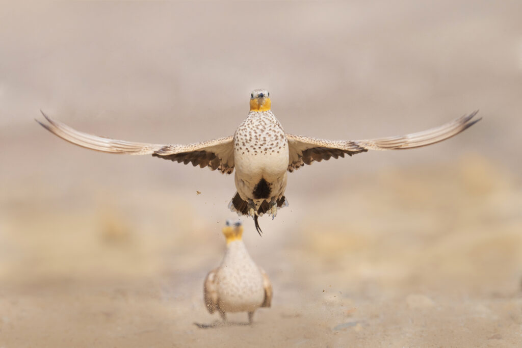 Here the breath is held in the chest