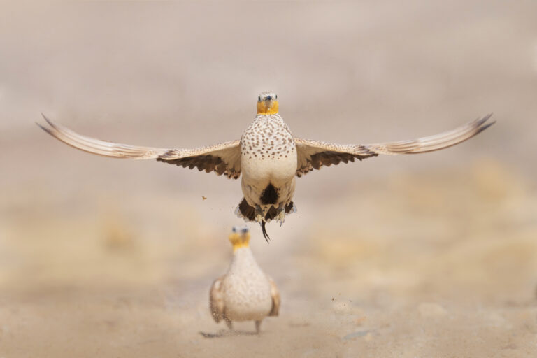 Here the breath is held in the chest