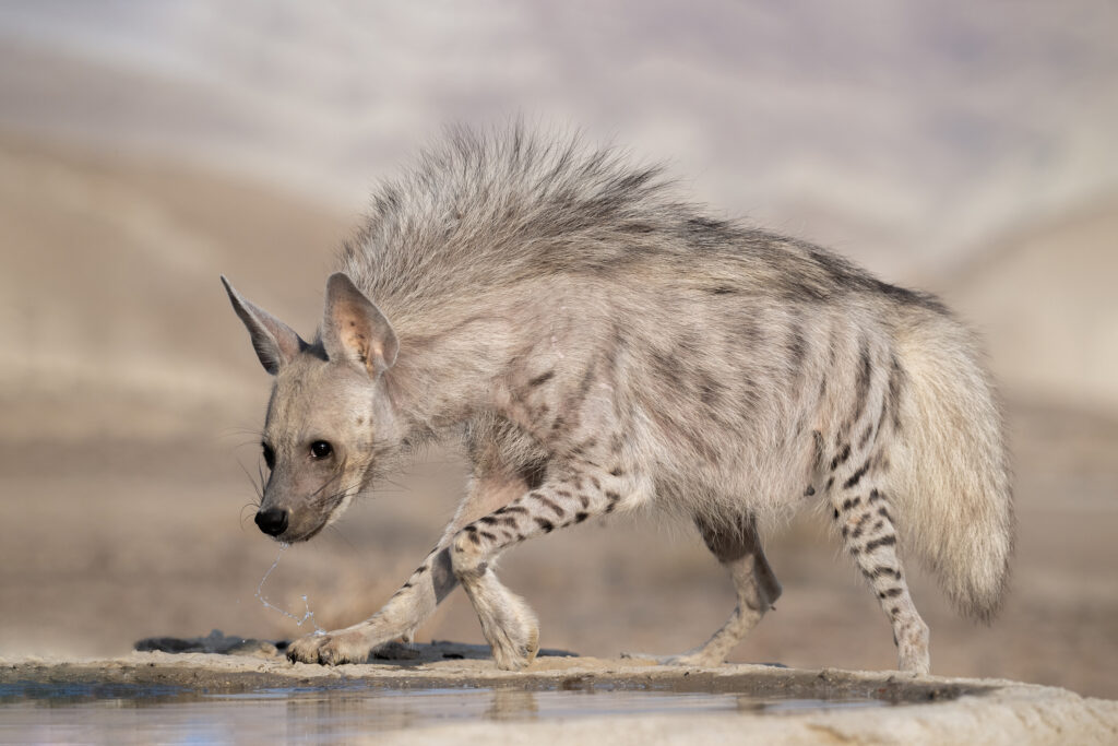 Here the breath is held in the chest