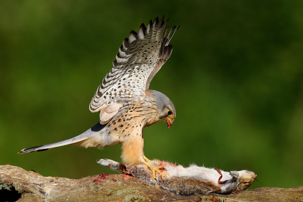 kestrel male on carcass 24