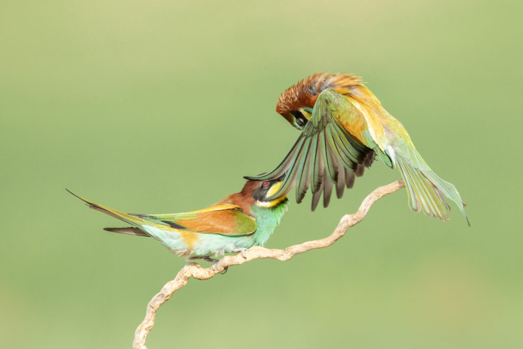 Here the breath is held in the chest