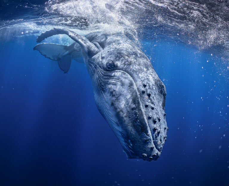 THE SEA IS WATCHING YOU