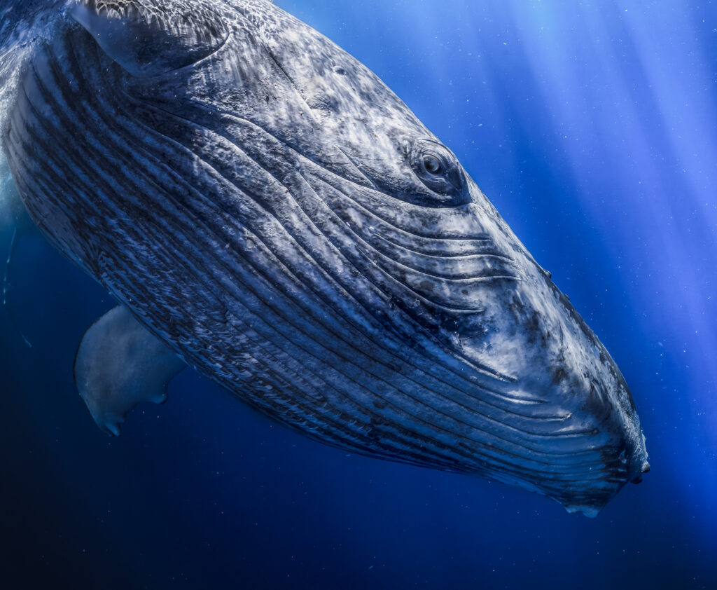 THE SEA IS WATCHING YOU