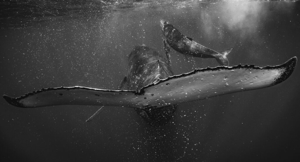 THE SEA IS WATCHING YOU