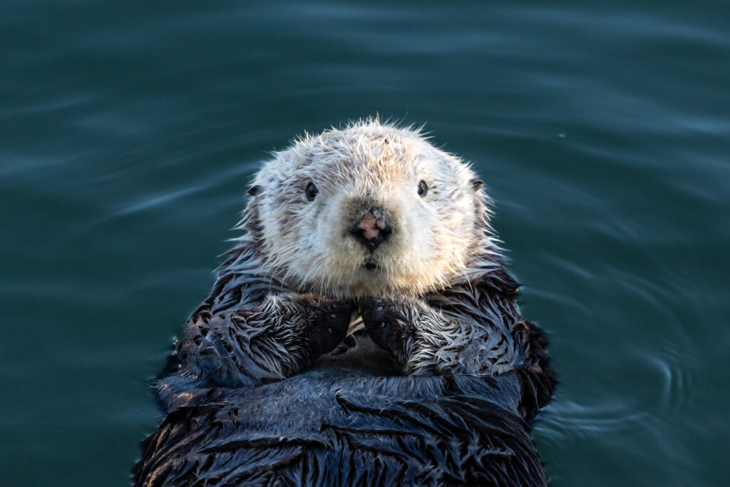Floating Sea Otter