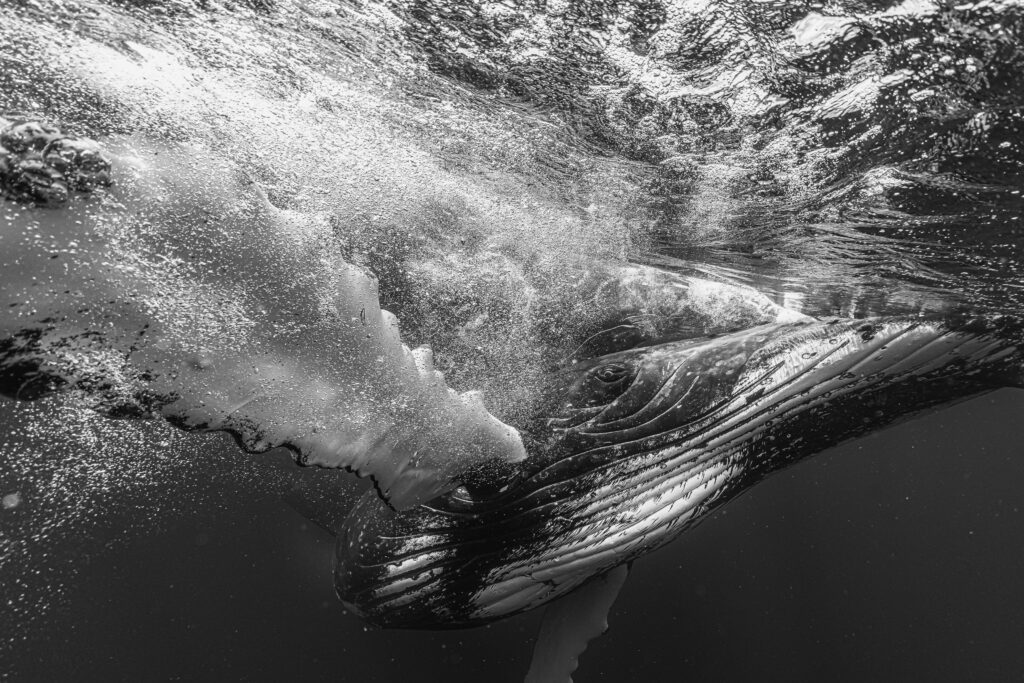 THE SEA IS WATCHING YOU